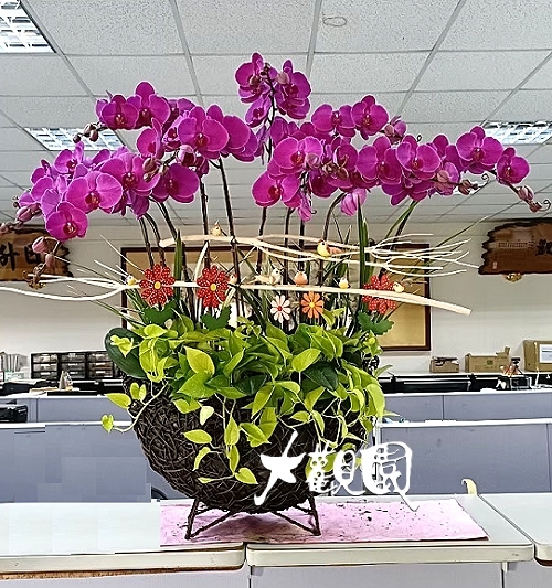蘭花組合盆栽 招財進寶 喬遷之喜 榮陞誌喜盆栽