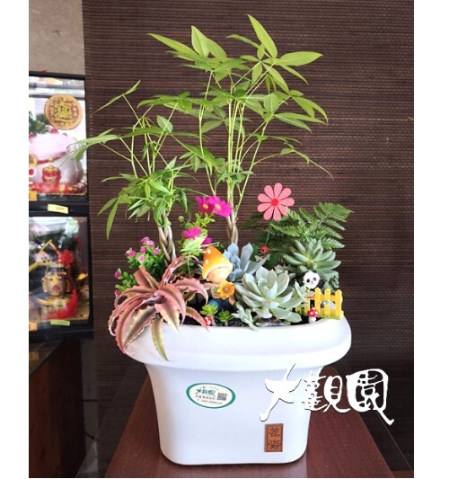 多肉植物 辦公室 療癒盆栽 祝賀盆栽