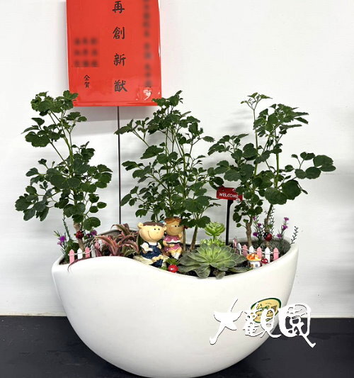 觀葉組合盆栽 喬遷之喜 榮陞誌喜盆栽