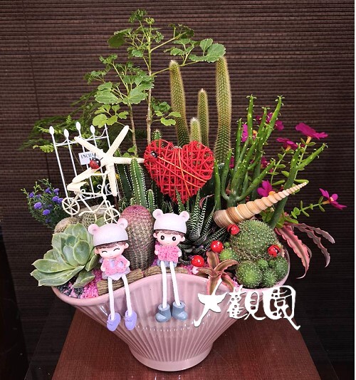 多肉植物 辦公室 療癒盆栽 祝賀盆栽