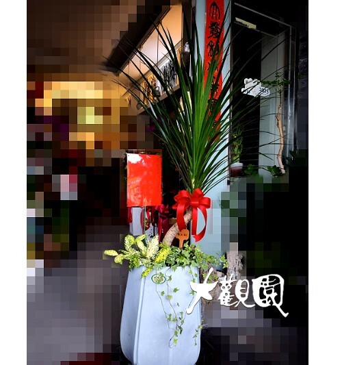 觀葉組合盆栽 喬遷之喜 榮陞誌喜盆栽