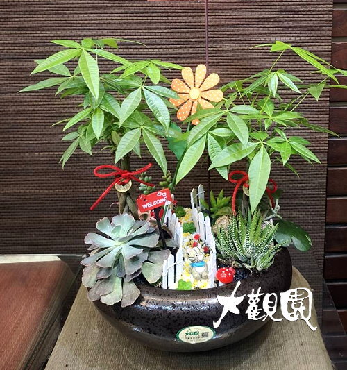 多肉植物 辦公室 療癒盆栽 致賀盆栽