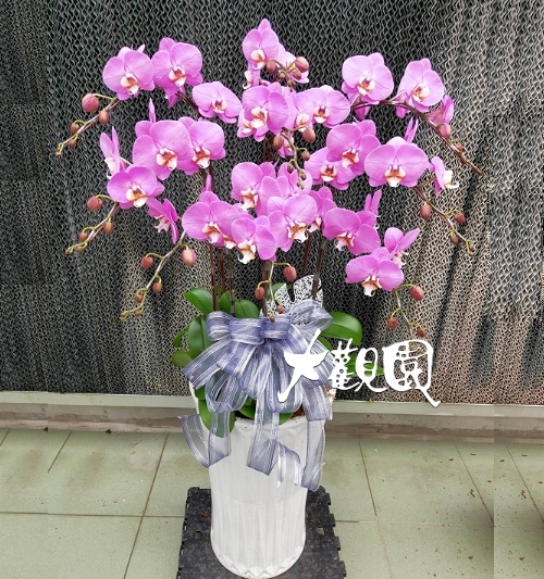 蘭花組合- 弔唁花禮 追思高貴蘭花