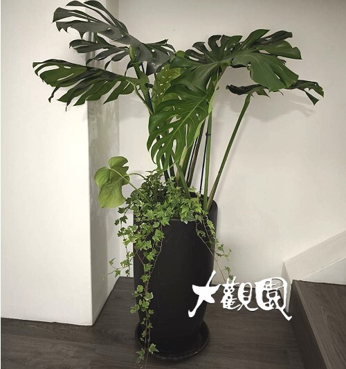 觀葉組合盆栽 喬遷之喜 榮陞誌喜盆栽