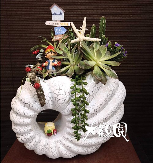 多肉植物 辦公室 療癒盆栽 祝賀盆栽
