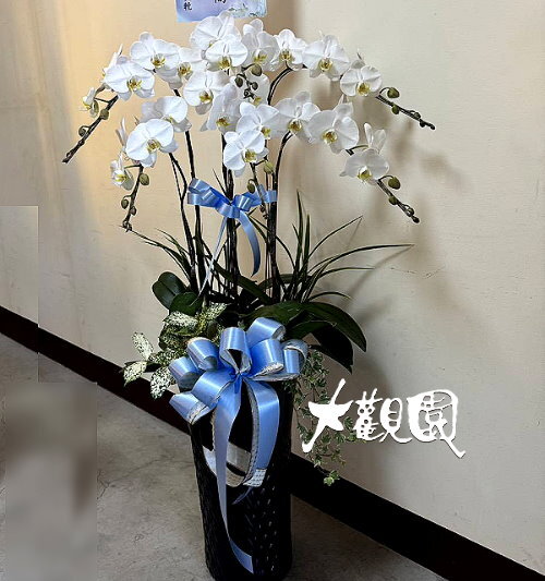 蘭花組合盆栽 弔唁花禮 追思高貴蘭花