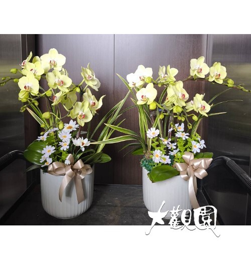 蘭花組合盆栽 弔唁花禮 追思高貴蘭花