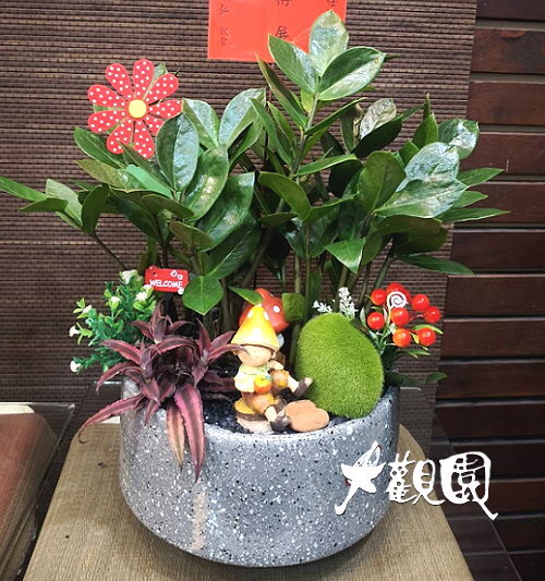 觀葉組合盆栽 喬遷之喜 榮陞誌喜盆栽